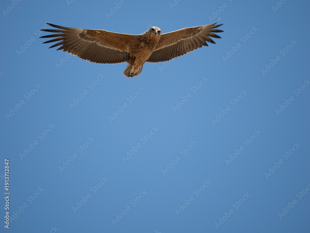 Fototapeta premium Gaukler, Terathopius ecaudatus