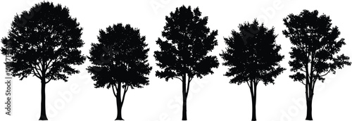 Set Of Detailed Black Silhouettes Of Deciduous Trees Featuring Various Oak Maple And Elm Shapes For Landscape Architecture Environmental Design Nature Conservation Or Urban Forestry Concept 