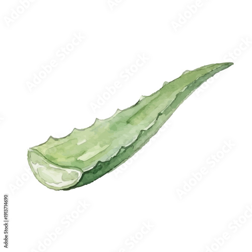 Watercolor-style aloe illustration／アロエ