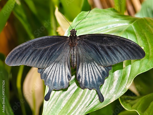 Exotic colorful butterfly on a green leaf of a tropical plant