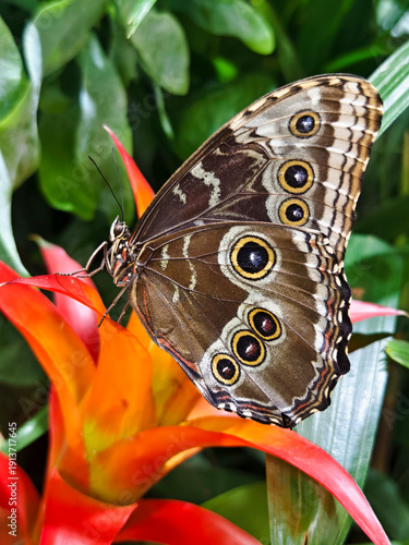 Exotic colorful butterfly on tropical plant flower leaves