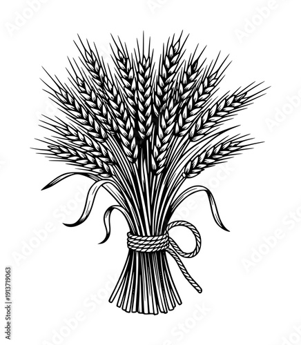 Vintage Black and White Sheaf of Wheat Tied with Rope Isolated White Background grain