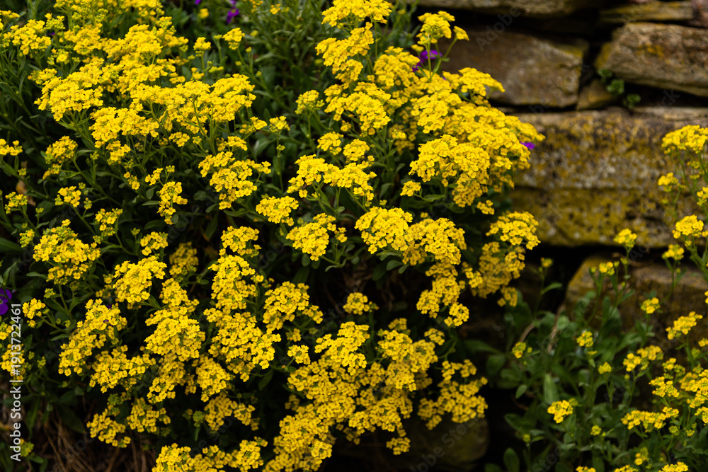 Obraz premium Spring flowerbed with yellow blossoms decorative background