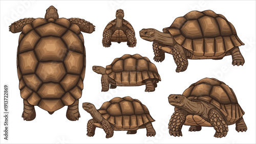 Ploughshare Tortoise Vector Illustrations – Multiple Poses & Angles.