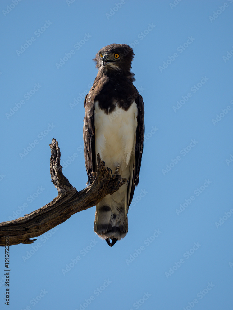 Fototapeta premium Kampfadler, Polemaetus bellicosus