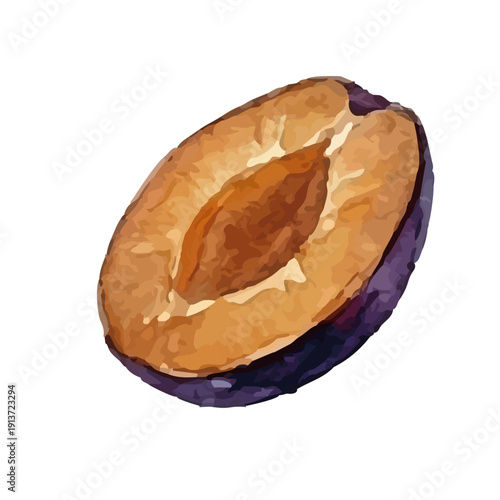 Watercolor-style plum illustration／プルーン