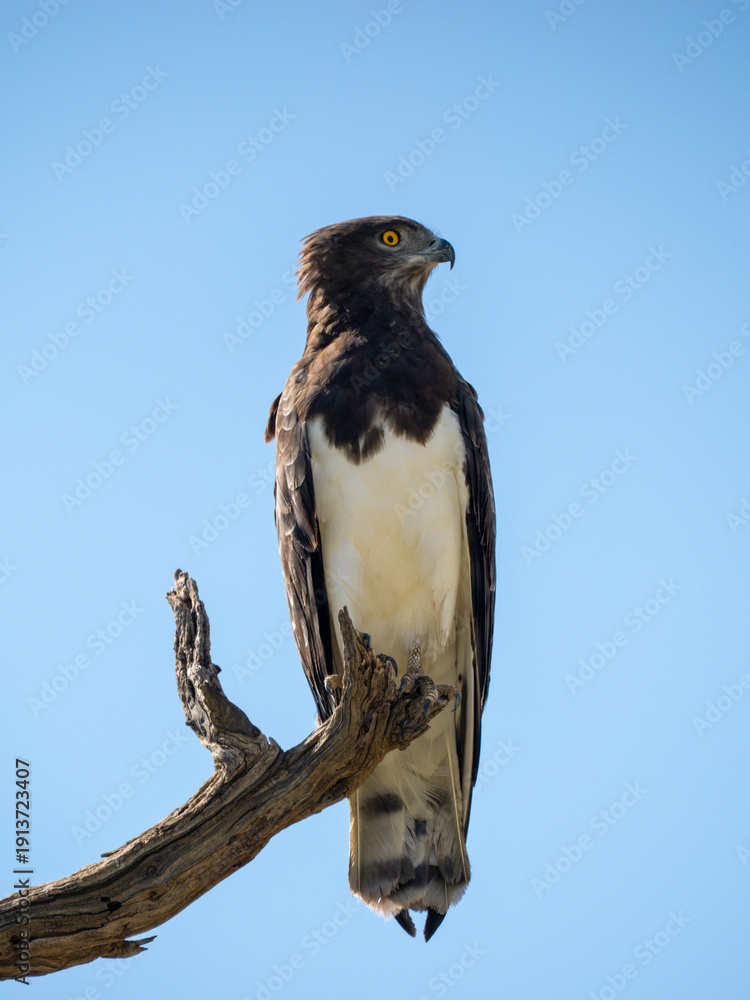 Fototapeta premium Kampfadler, Polemaetus bellicosus