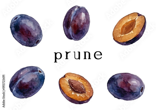 Watercolor-style plum illustration／プルーン