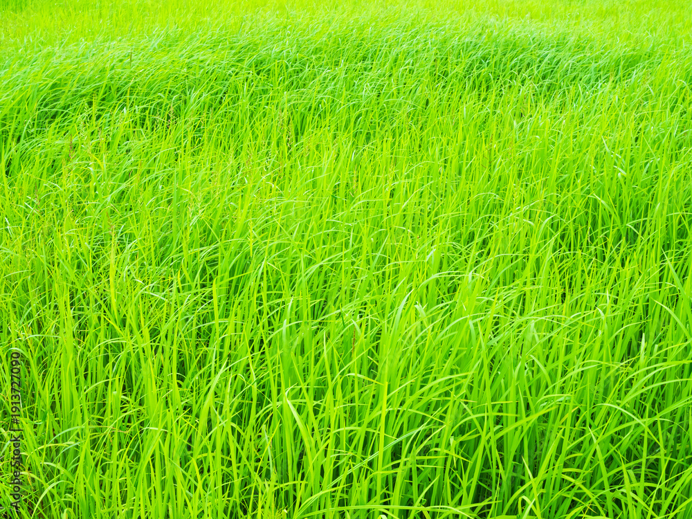 Obraz premium Rice field background, jasmine rice organic agriculture farm raw food ingredient traditional asian, green grass landscape environment zero carbon energy eco concept.