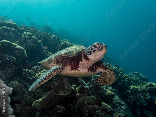 green sea turtle swimming over the coral reef drop off, Molaboal, Cebu, the Philippines