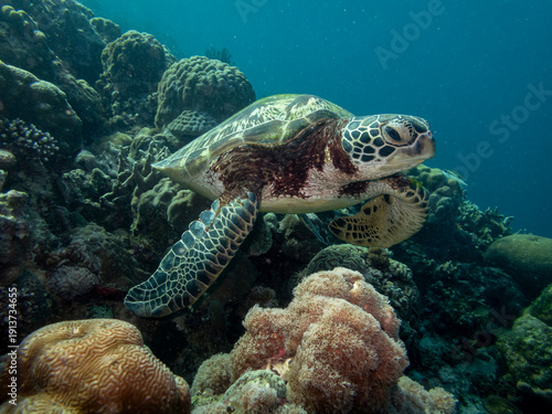 close-up of green turtle swimming along a coral reef drop-off  near Panagsama beach, Moalboal, Cebu, the Philippines