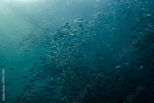 massive school of sardine, Panagsama beach, Moalboal, Cebu, the Philippines