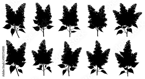 Set of black silhouettes of flowering plants with leaves on white background decorative botanical illustrations