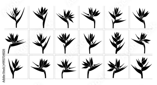 Collection of bird of paradise flower silhouettes in various poses on white background for design