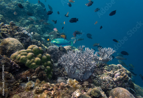 Tableau sur toile colorful coral reef with turquoise parrot fish and various small coral fish, Pan