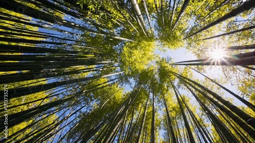 Wallpaper Mural Bamboo Forest Looking Up Background | Green Canopy Sky View Loop | Japanese Nature Video Footage Torontodigital.ca