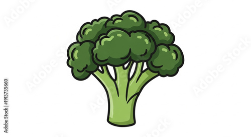 Fresh Green Broccoli Vegetable Isolated on White Background.