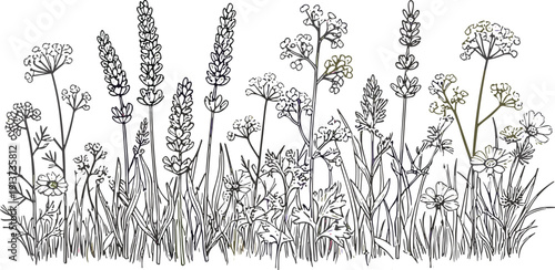 Hand Drawn Wildflower Meadow Border Line Art Vector Illustration with Lavender Chamomile and Garden Plants