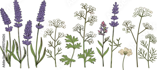 Lavender and Wildflowers Botanical Set Flat Vector Illustration with Meadow Herbs and Garden Plants Collection