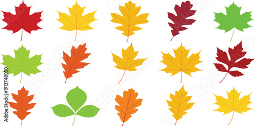 Autumn Fall Leaves Collection with Maple Oak and Seasonal Foliage in Red Yellow Orange and Green for Nature Design and Decoration