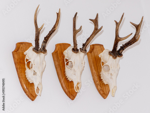 A group of three European Roe Deer hunting trophy with antlers attached to a wooden plaque for display