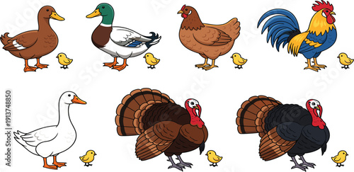 Farm Poultry Vector Illustration Set Featuring Various Duck Breeds Rooster Hen Goose and Turkey with Small Yellow Chicks for Agriculture and Food Branding