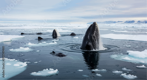 Whales breach in icy Arctic waters among drifting ice floes
