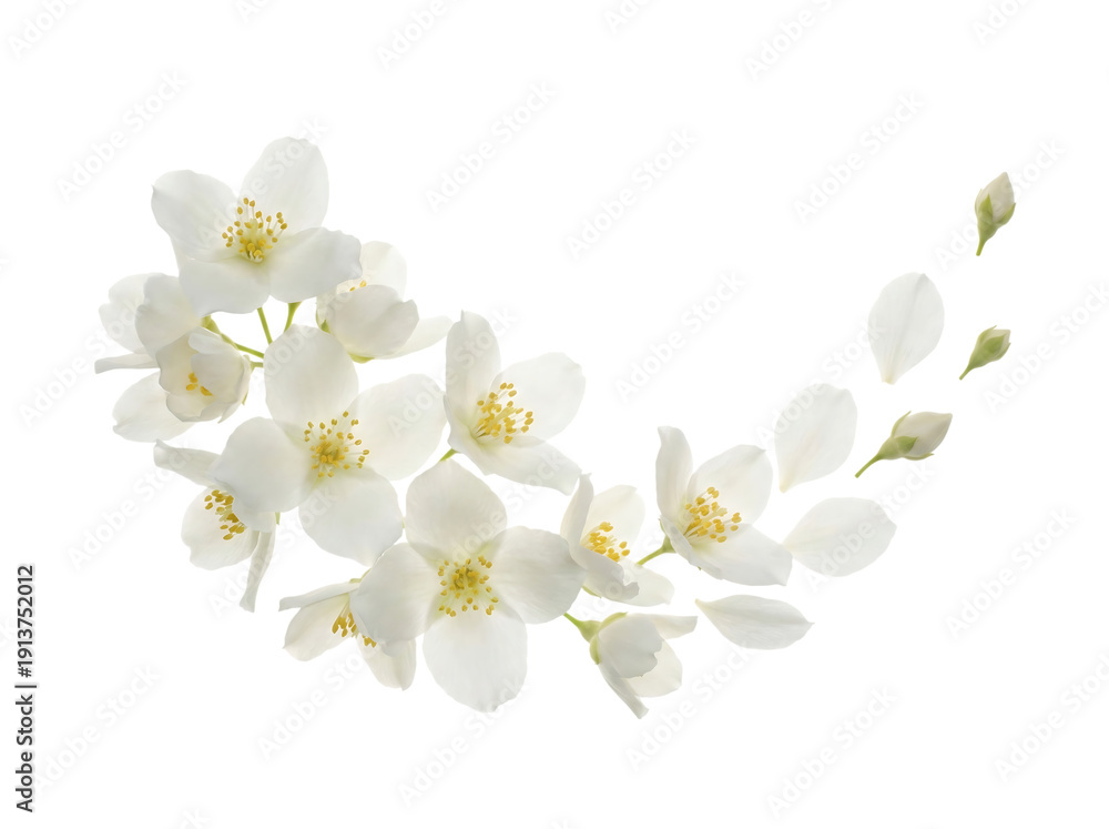 Obraz premium Elegant branch of blooming white jasmine flowers with small green buds and floating petals arranged in a curved border isolated on a transparent background