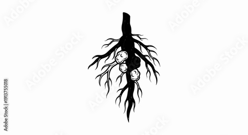 Black and white illustration of a tree's root system with nodules