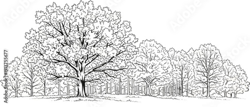 Black and white sketch of a dense forest with a large, prominent tree in the foreground