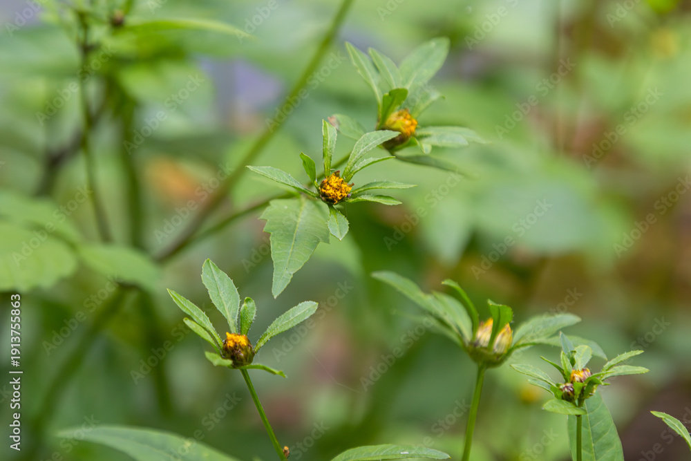 Obraz premium Observation of Bidens tripartita showcasing vibrant yellow flowers in a lush green environment during the summer season