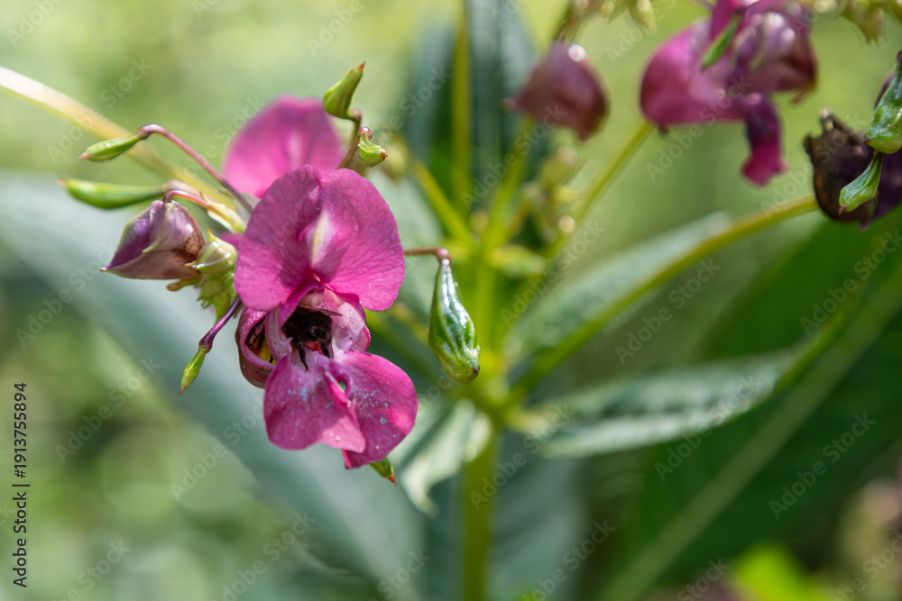 Obraz premium Himalayan balsam flowers bloom among lush greenery in a natural setting during late summer months