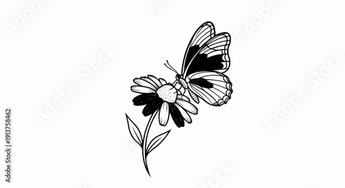 Butterfly resting on a daisy