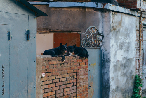 Fotografie Mixed breed black dogs lying on a wide red brick fence and guarding private property