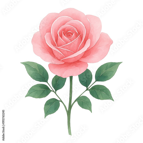 Delicate pink rose - watercolor illustration