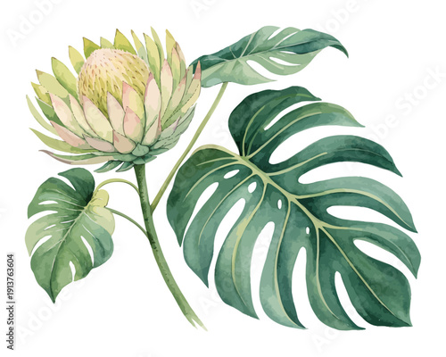 Watercolor Monstera Plant, Exotic Jungle Botanical Vector Illustration Isolated on White