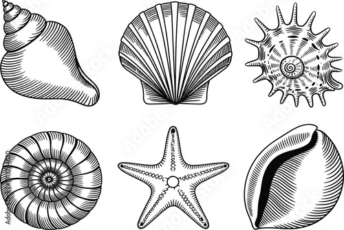 Hand drawn sea shell and starfish collection, vintage beach nautical sketch ocean life underwater nature decorative vector art illustration