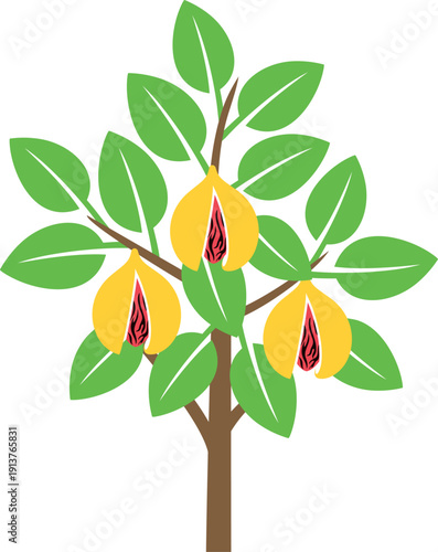 Nutmeg tree logo. Isolated nutmeg tree on white background