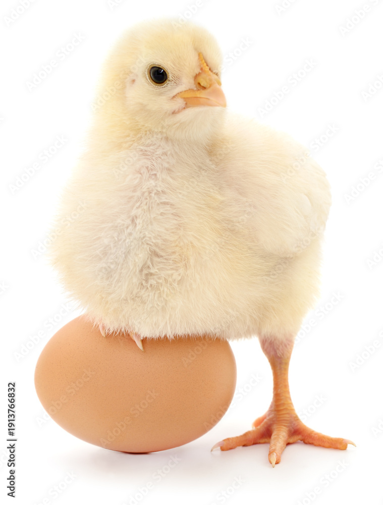 Obraz premium Small yellow chick standing on brown egg isolated on white background