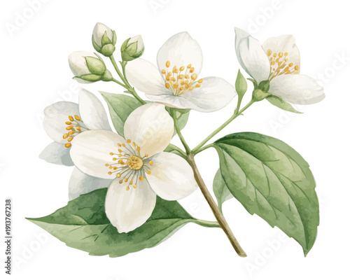 White Mock Orange Watercolor Bloom, Elegant Spring Botanical Illustration Isolated on White