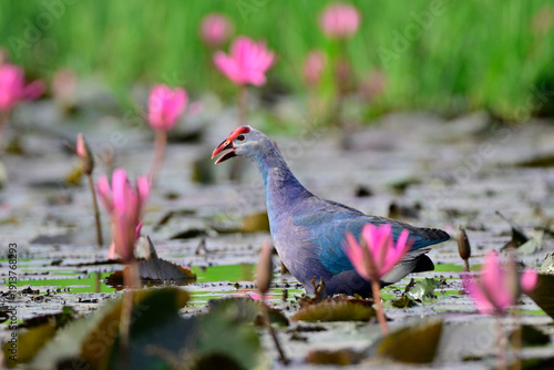 Grey-headed swamphen, Porphyrio poliocephalus, singing while foraging in swamp surounded by pink waterlily flower