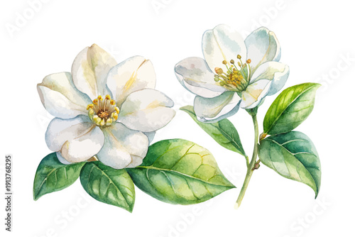 Watercolor Mock Orange Blossom, Delicate Floral Vector Illustration Isolated on White