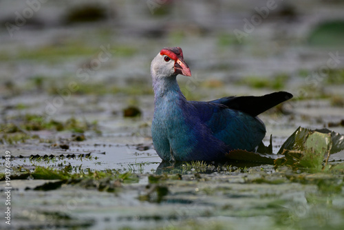blue to violet with read hooded bird living in swamp, purple or Grey-headed swamphen, Porphyrio poliocephalus