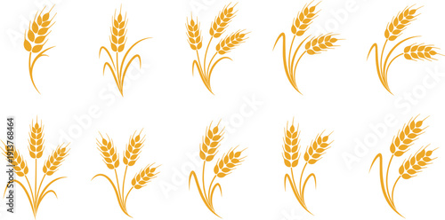 Wheat, barley, rye stalks, golden grain cereal plants, organic agriculture icons, farm harvest symbols, natural flour bread ingredients, botanical vector.