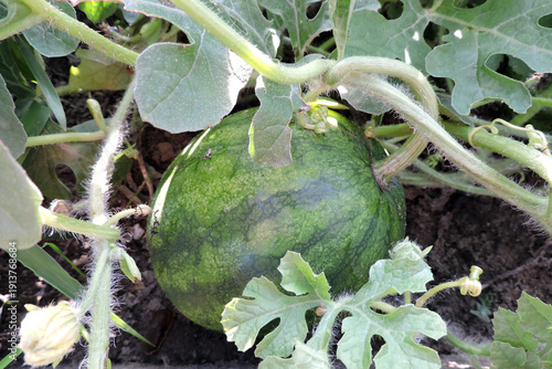 Wallpaper Mural A watermelon growing in a garden, green leaves Torontodigital.ca