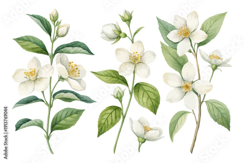 set of Watercolor Mock Orange Flower, Clean Botanical Clipart, vector illustration isolated on white background