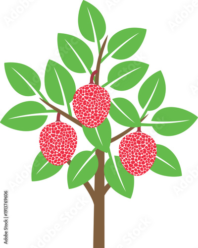 Lychee tree logo. Isolated lychee tree on white background