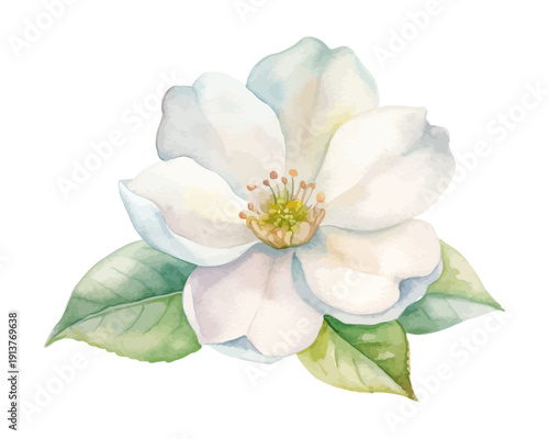 White Mock Orange Watercolor Bloom, Elegant Spring Botanical Illustration Isolated on White