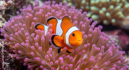 Colorful Clownfish Swimming in Vibrant Coral Reef Underwater Scene