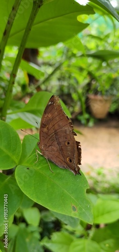 Photography A butterfly perched on a leaf at the Kuala Lumpur Butterfly Garden
